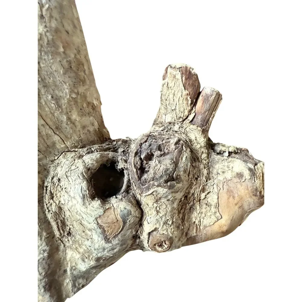 Unbranded coffee root